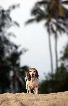 dog on hawaiian beach